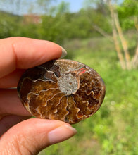 Charger l'image dans la galerie, Ammonite de Madagascar 12