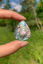 Charger l'image dans la galerie, Abalone 56