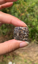 Charger l'image dans la galerie, Jaspe à turritelles 33