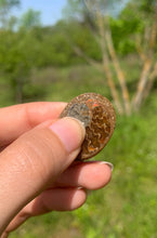 Charger l'image dans la galerie, Ammonite de Madagascar 9