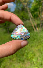 Charger l'image dans la galerie, Abalone 74
