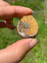 Charger l'image dans la galerie, Ammonite de Madagascar 16