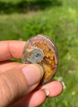 Charger l'image dans la galerie, Ammonite de Madagascar 3