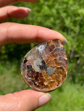 Charger l'image dans la galerie, Ammonite de Madagascar 1