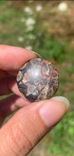 Charger l'image dans la galerie, Jaspe à turritelles 29