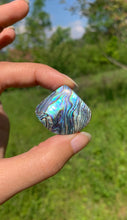 Charger l'image dans la galerie, Abalone 53