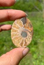 Charger l'image dans la galerie, Ammonite de Madagascar 17