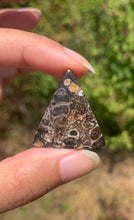 Charger l'image dans la galerie, Jaspe à turritelles 27