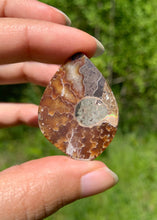 Charger l'image dans la galerie, Ammonite de Madagascar 2