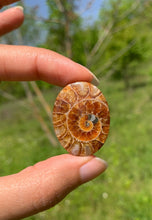 Charger l'image dans la galerie, Ammonite de Madagascar 21