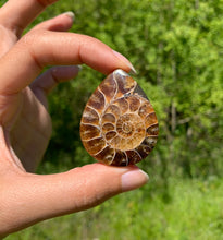 Charger l'image dans la galerie, Ammonite de Madagascar 1