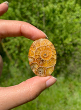 Charger l'image dans la galerie, Ammonite de Madagascar 3