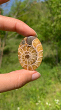 Charger l'image dans la galerie, Ammonite de Madagascar 17