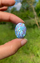 Charger l'image dans la galerie, Abalone 69