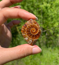 Charger l'image dans la galerie, Ammonite de Madagascar 2