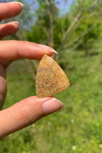 Charger l'image dans la galerie, Ammonite de Madagascar 19