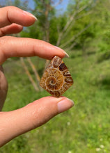 Charger l'image dans la galerie, Ammonite de Madagascar 8