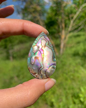 Charger l'image dans la galerie, Abalone 55