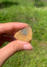 Charger l'image dans la galerie, Ammonite de Madagascar 19