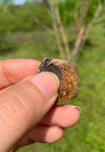 Charger l'image dans la galerie, Ammonite de Madagascar 8