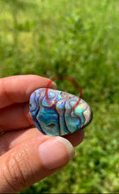 Charger l'image dans la galerie, Abalone 72