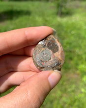 Charger l'image dans la galerie, Ammonite de Madagascar 13