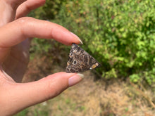 Charger l'image dans la galerie, Jaspe à turritelles 27