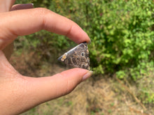 Charger l'image dans la galerie, Jaspe à turritelles 27