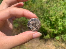 Charger l'image dans la galerie, Jaspe à turritelles 29