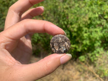 Charger l'image dans la galerie, Jaspe à turritelles 29