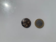 Charger l'image dans la galerie, Jaspe à turritelles 29