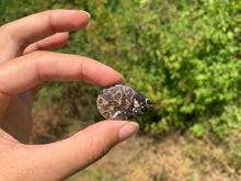 Charger l'image dans la galerie, Jaspe à turritelles 30