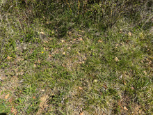 Charger l'image dans la galerie, Microcline / Pierre de lune 12