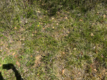 Charger l'image dans la galerie, Microcline / Pierre de lune 12