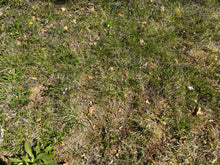 Charger l'image dans la galerie, Microcline / Pierre de lune 13