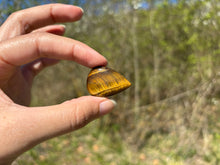 Charger l'image dans la galerie, Oeil de tigre 87