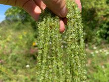 Charger l'image dans la galerie, Perles en péridot, forme chips