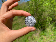 Charger l'image dans la galerie, Pinolite 8