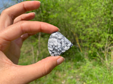 Charger l'image dans la galerie, Pinolite 22