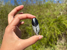 Charger l'image dans la galerie, Orthoceras 1