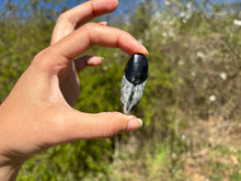 Charger l'image dans la galerie, Orthoceras 1