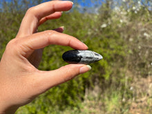 Charger l'image dans la galerie, Orthoceras 1