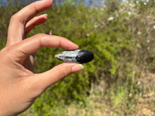 Charger l'image dans la galerie, Orthoceras 1