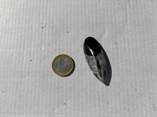 Charger l'image dans la galerie, Orthoceras 1