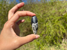 Charger l'image dans la galerie, Orthoceras 2