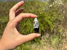 Charger l'image dans la galerie, Orthoceras 2