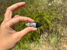 Charger l'image dans la galerie, Orthoceras 2