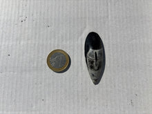 Charger l'image dans la galerie, Orthoceras 2