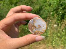 Charger l'image dans la galerie, Ammonite 11