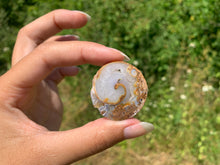 Charger l'image dans la galerie, Ammonite 11